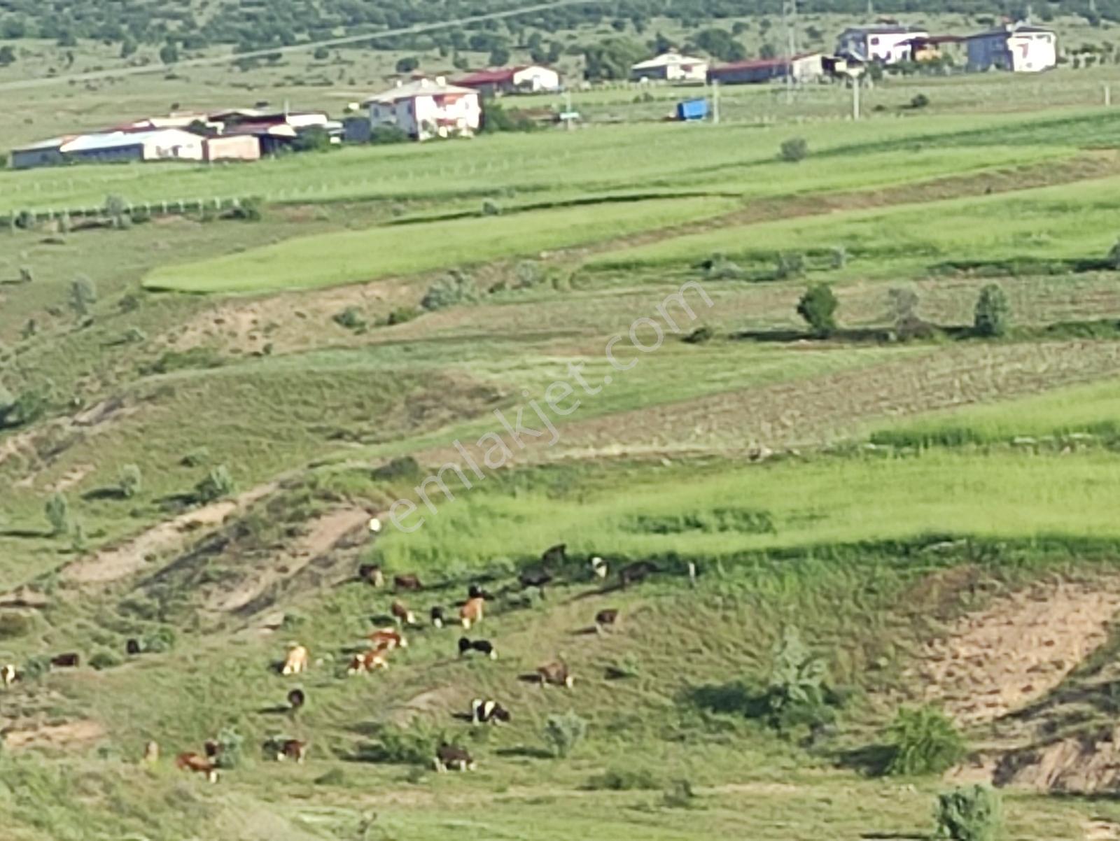 Özpınar,dan Çavuş Nekropol (mezarları) Yakını Tarla 5200 M2 - Görsel 19