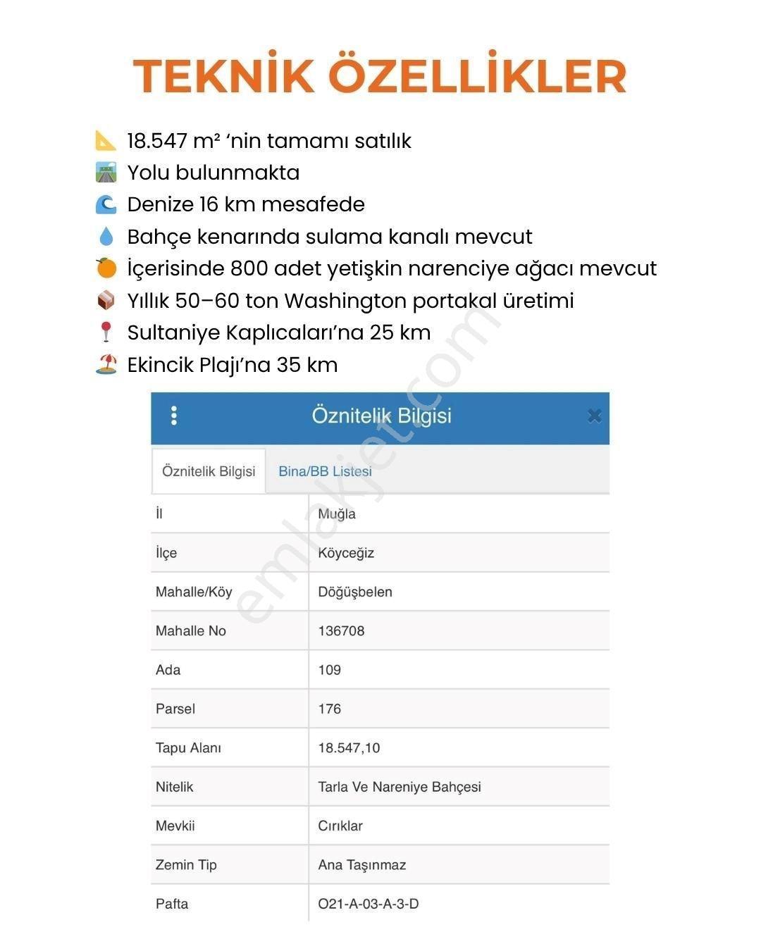 Muğla Köyceğiz Döğüşbelen Mh 18547m2 Narenciye Bahçesi - Görsel 5