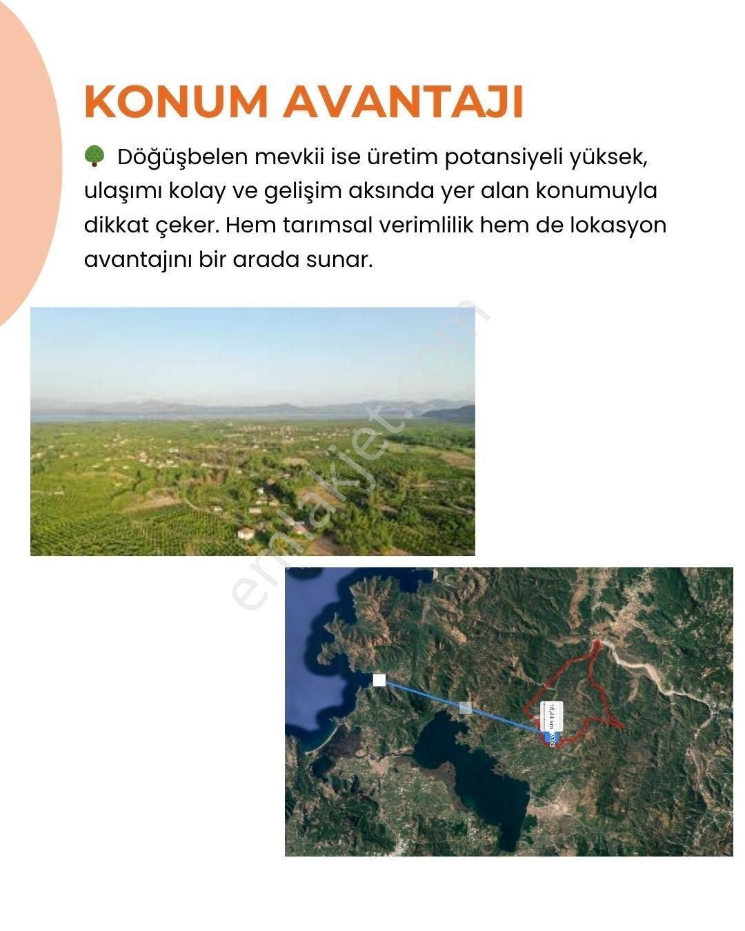 Muğla Köyceğiz Döğüşbelen Mh 18547m2 Narenciye Bahçesi - Görsel 3