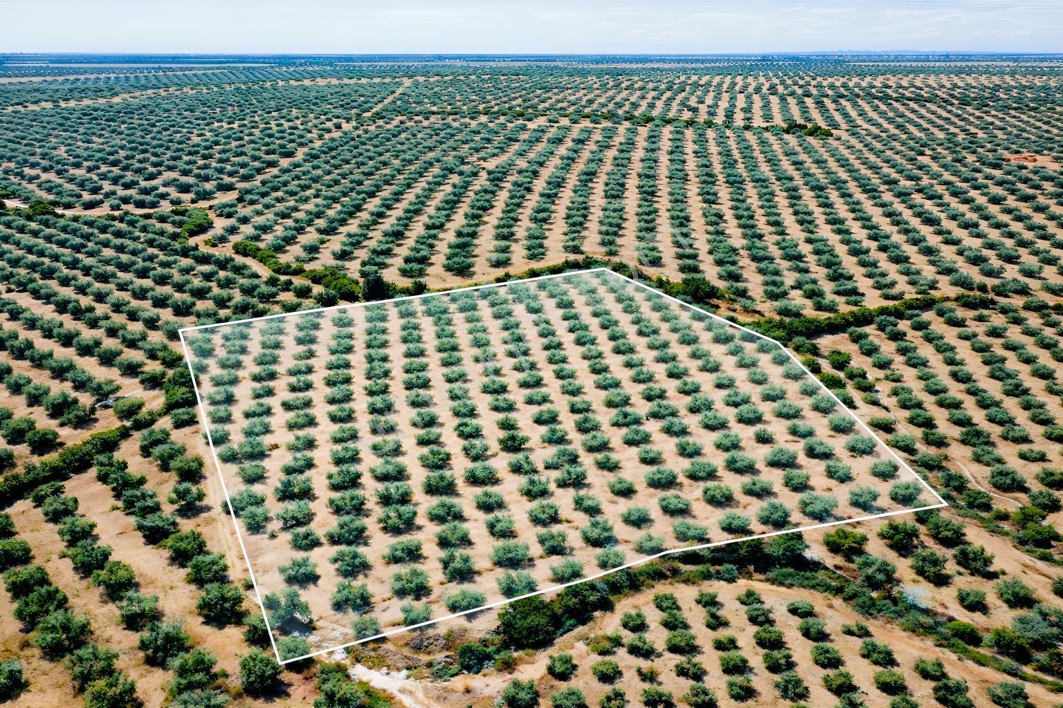Dereköy'de 16.260 M2 Sulu 420 Ağaçlı Bakımlı Zeytin Tarlası - Görsel 18