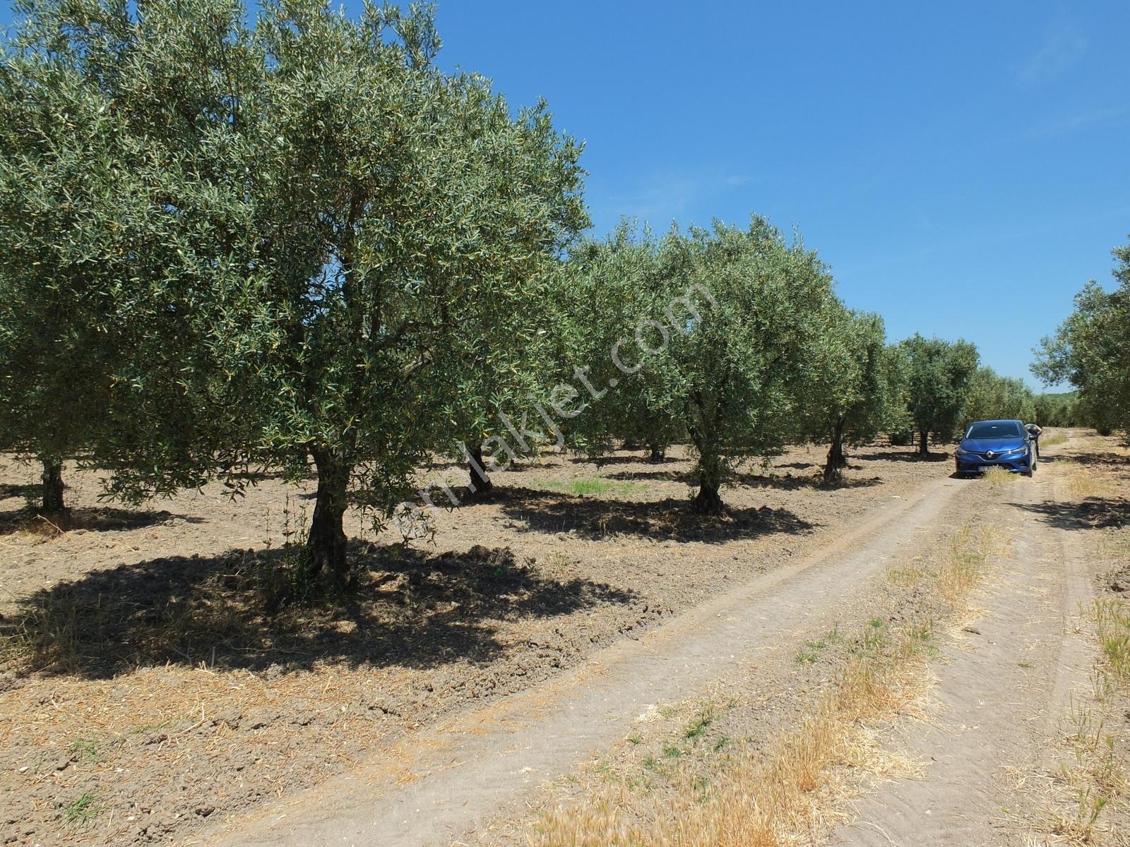 Dereköy'de 16.260 M2 Sulu 420 Ağaçlı Bakımlı Zeytin Tarlası - Görsel 24