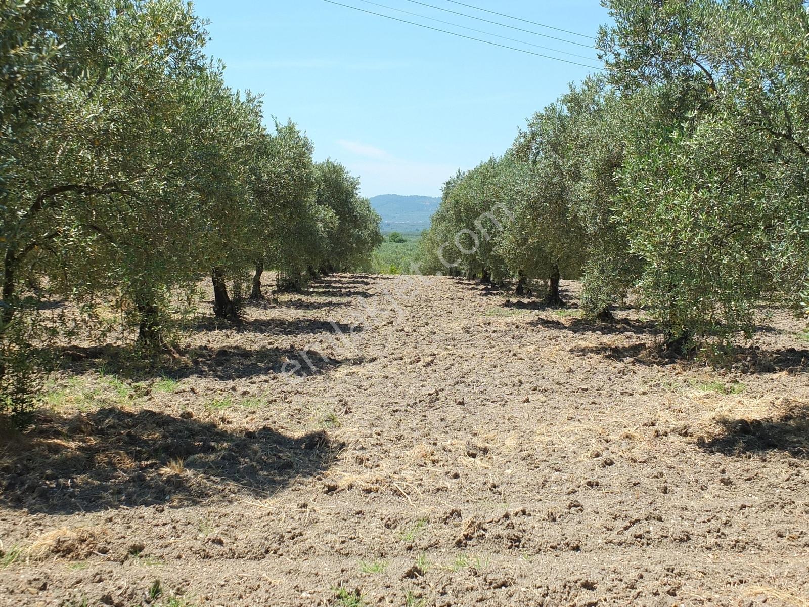 Dereköy'de 16.260 M2 Sulu 420 Ağaçlı Bakımlı Zeytin Tarlası - Görsel 14