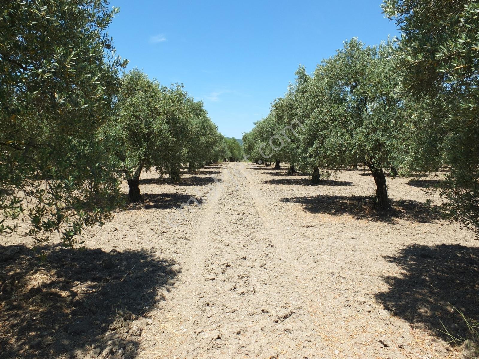 Dereköy'de 16.260 M2 Sulu 420 Ağaçlı Bakımlı Zeytin Tarlası - Görsel 6