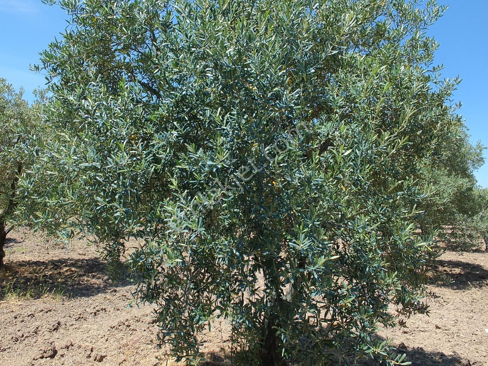 Dereköy'de 16.260 M2 Sulu 420 Ağaçlı Bakımlı Zeytin Tarlası - Görsel 21