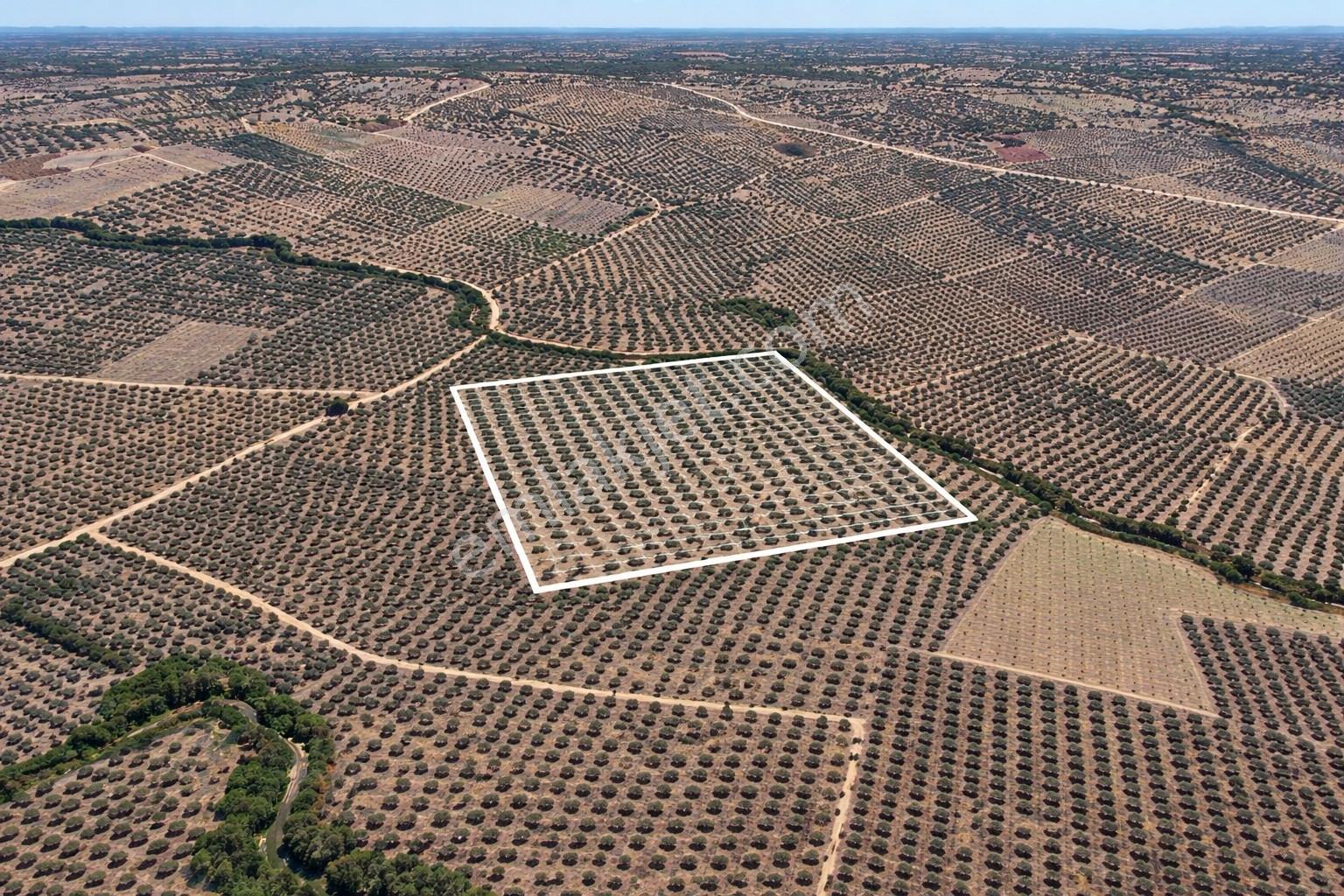 Dereköy'de 16.260 M2 Sulu 420 Ağaçlı Bakımlı Zeytin Tarlası - Görsel 23