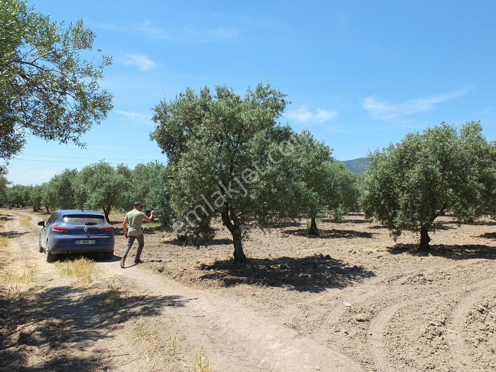 Dereköy'de 16.260 M2 Sulu 420 Ağaçlı Bakımlı Zeytin Tarlası - Görsel 13