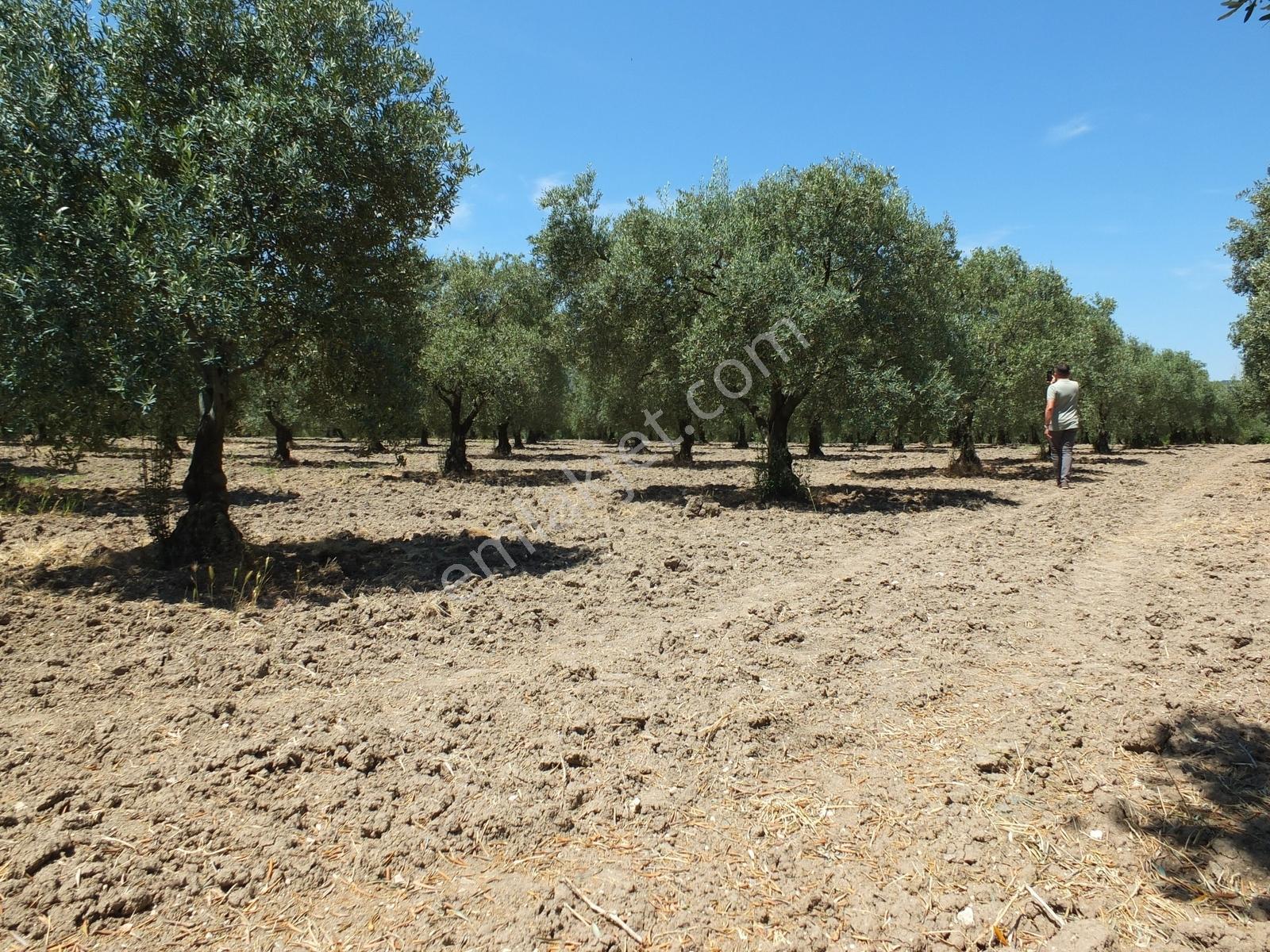 Dereköy'de 16.260 M2 Sulu 420 Ağaçlı Bakımlı Zeytin Tarlası - Görsel 19