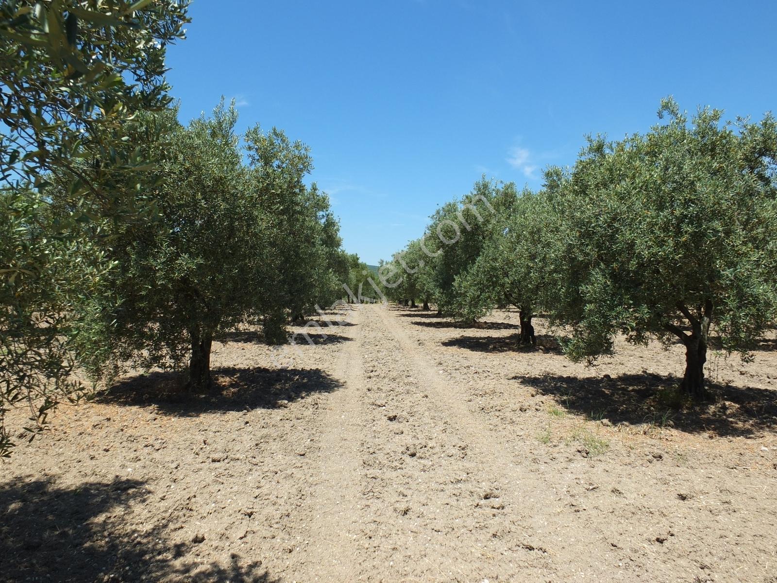 Dereköy'de 16.260 M2 Sulu 420 Ağaçlı Bakımlı Zeytin Tarlası - Görsel 20