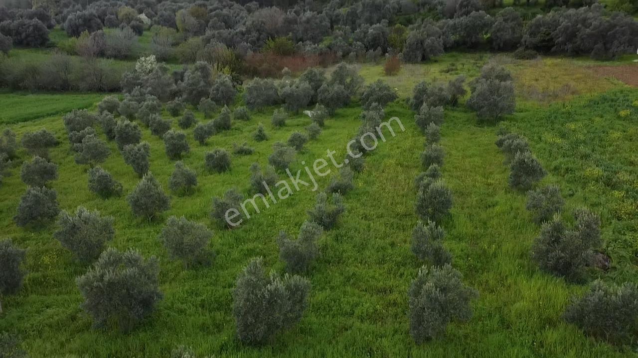 Seydikemer Ortaköy'de 3 Dönüm -villa Yapımına Uygun Kupon Arazi - Görsel 32