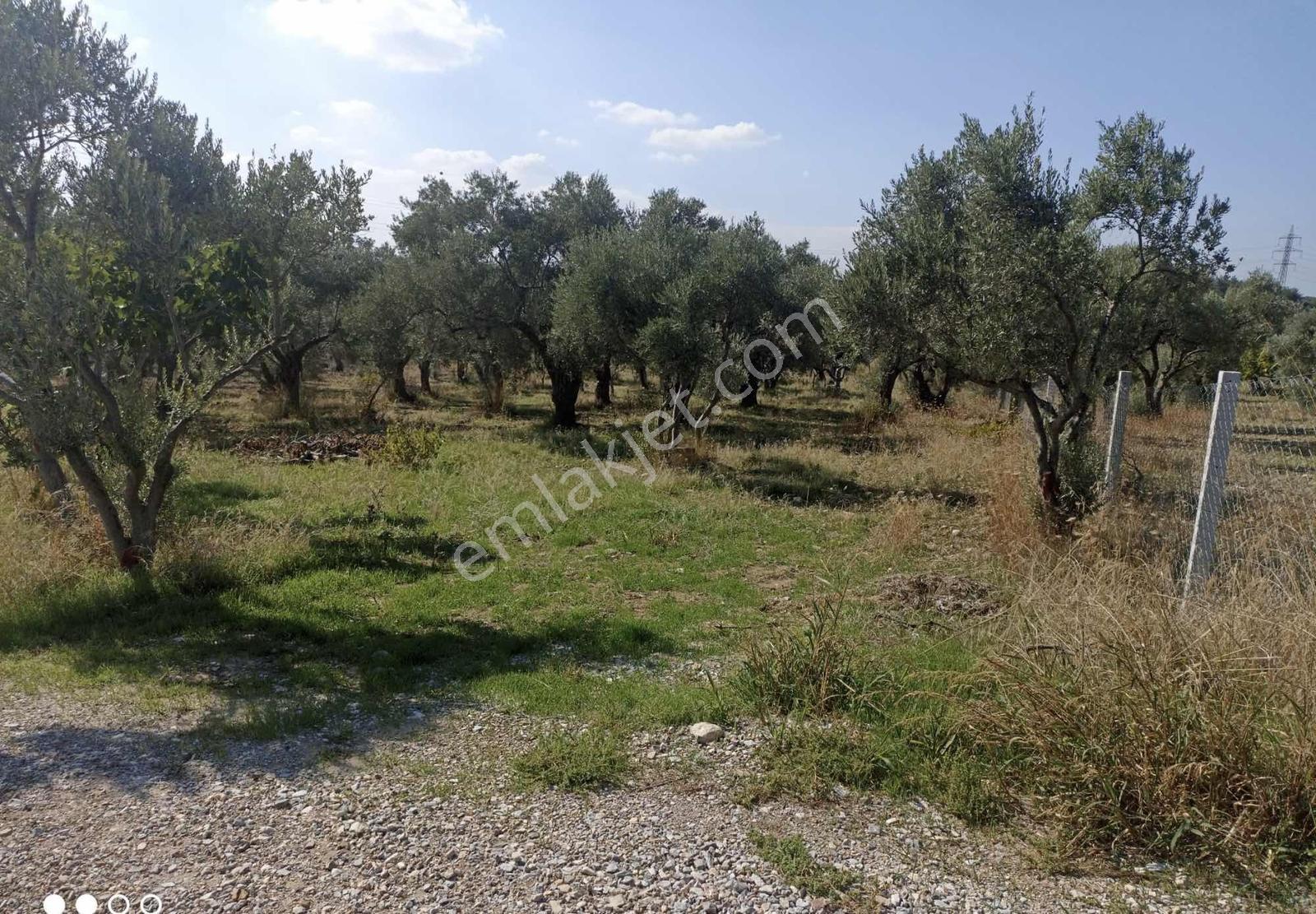Torbalı Çapak Mahallesinde Satılık Zeytinlik - Görsel 9