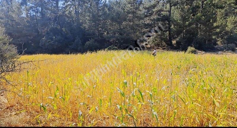 Muğla Menteşe Sarnıç'ta Satılık Tarla - Görsel 6