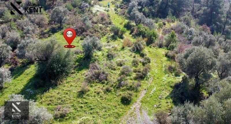 Kemalpaşa Ören Satılık 10.250 M2 Müstakil Parsel Zeytinlik - Görsel 27