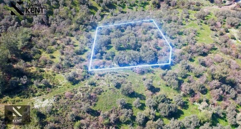 Kemalpaşa Ören Satılık 10.250 M2 Müstakil Parsel Zeytinlik - Görsel 22