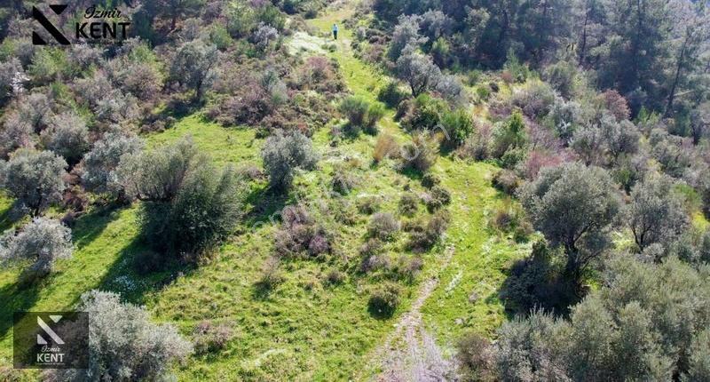 Kemalpaşa Ören Satılık 10.250 M2 Müstakil Parsel Zeytinlik - Görsel 31
