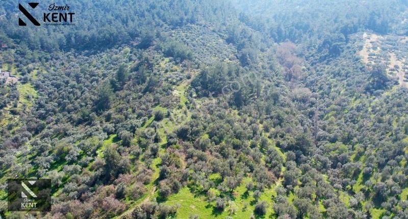 Kemalpaşa Ören Satılık 10.250 M2 Müstakil Parsel Zeytinlik - Görsel 24