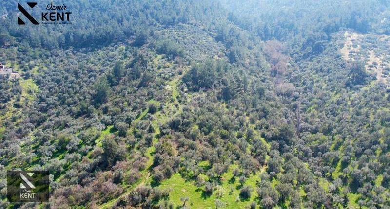 Kemalpaşa Ören Satılık 10.250 M2 Müstakil Parsel Zeytinlik - Görsel 4