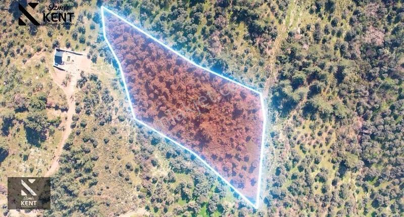 Kemalpaşa Ören Satılık 10.250 M2 Müstakil Parsel Zeytinlik - Görsel 11