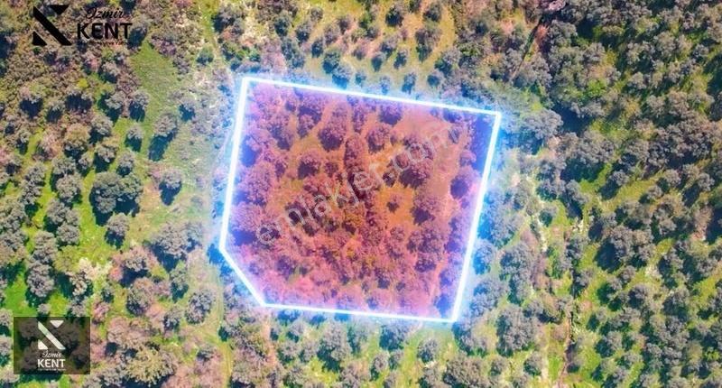 Kemalpaşa Ören Satılık 10.250 M2 Müstakil Parsel Zeytinlik - Görsel 17