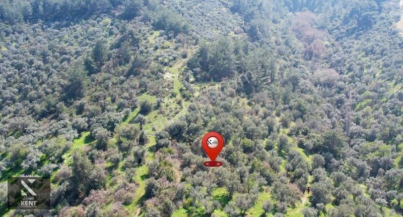 Kemalpaşa Ören Satılık 10.250 M2 Müstakil Parsel Zeytinlik - Görsel 26