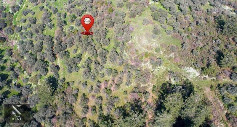 Kemalpaşa Ören Satılık 10.250 M2 Müstakil Parsel Zeytinlik - Görsel 25