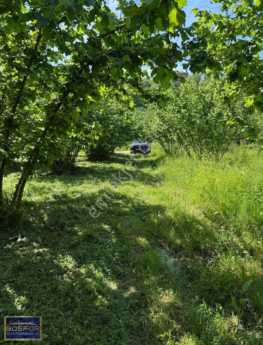 Sakarya Kocaali Satılık Fındıklık 2565 M2