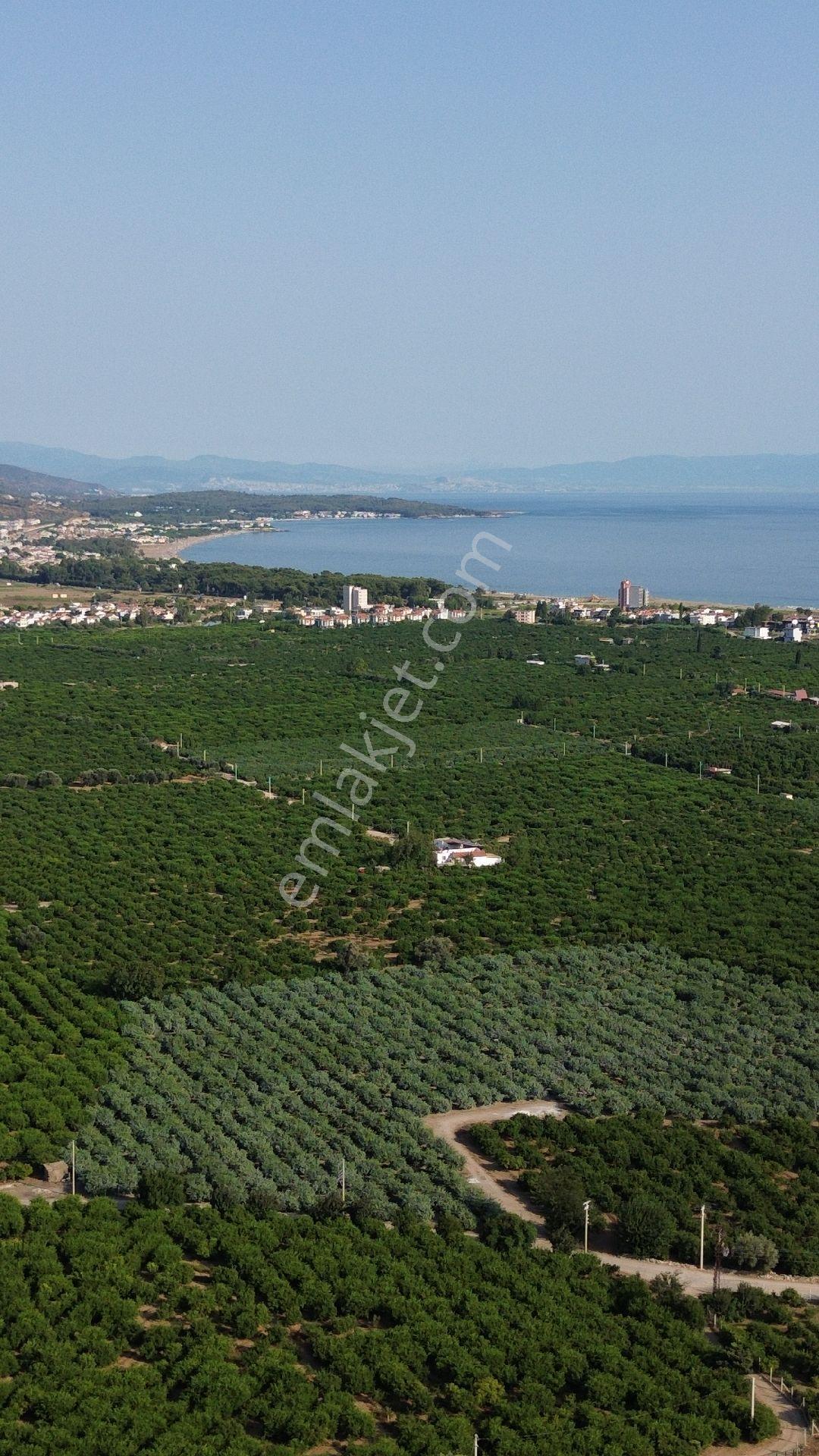Fırsat💯 432mt² Asfalta Sıfır Gümüldürde Denize Yakın İmara 300 Metre - Görsel 7