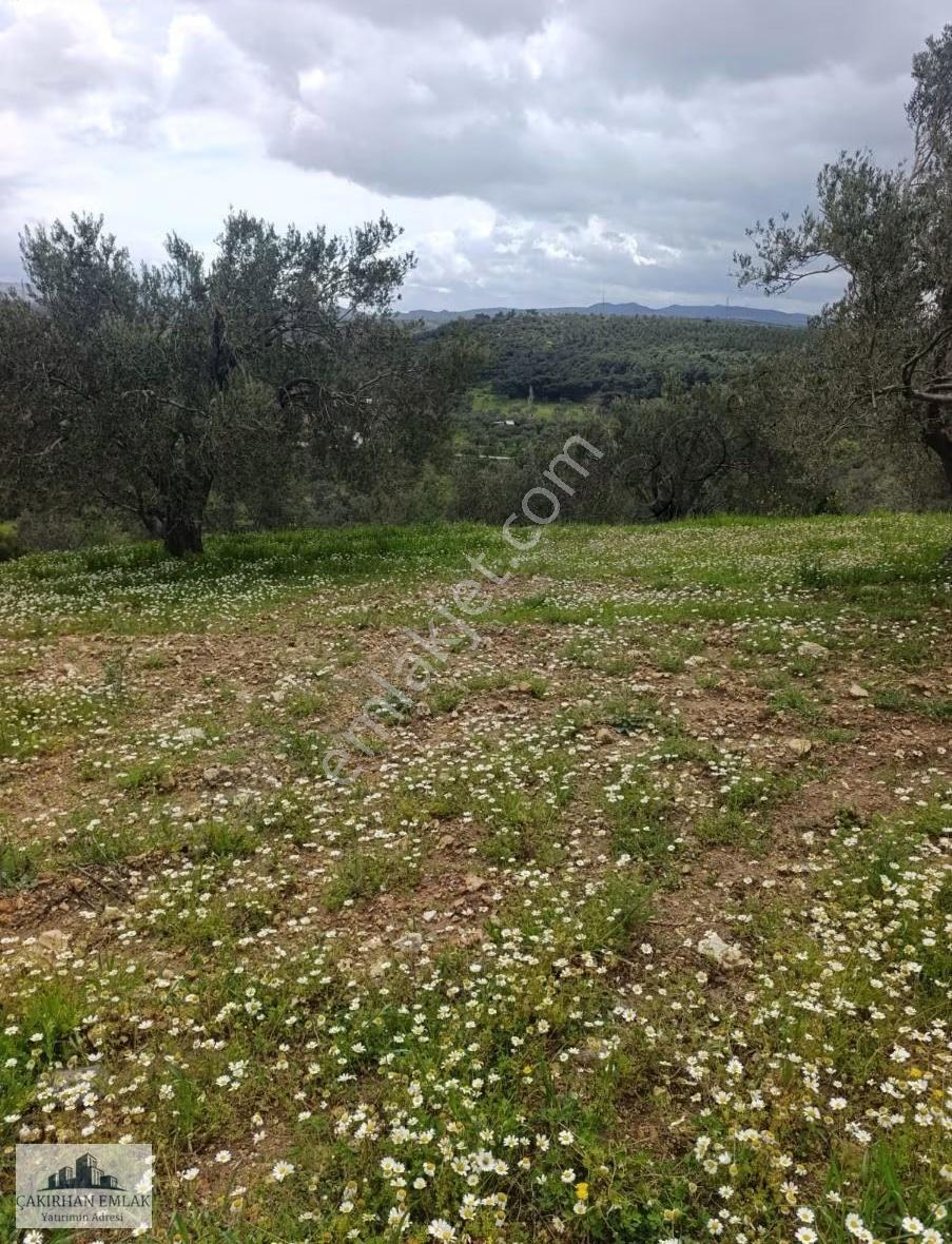 Aliağa Yenişakran Da Satılık Deniz Manzaralı Zeytinlik - Görsel 7