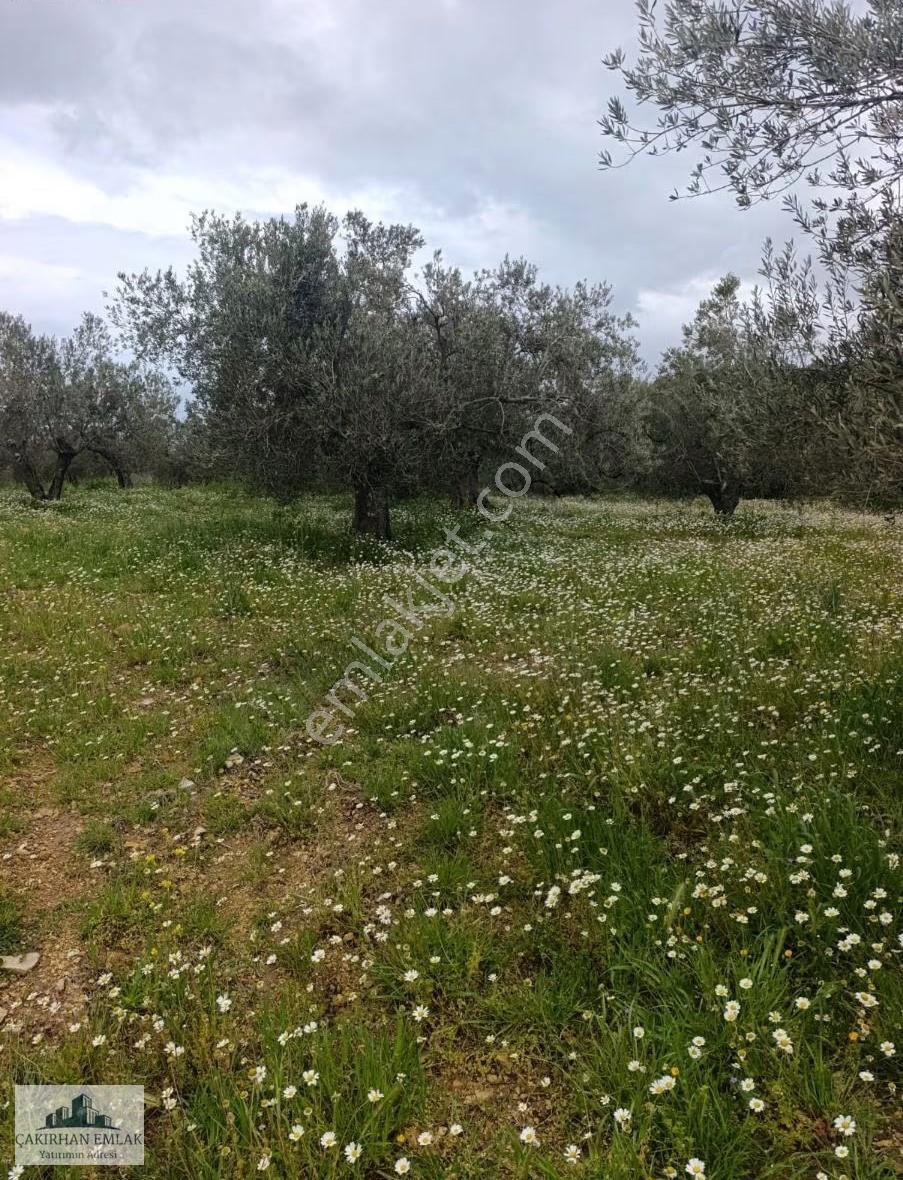Aliağa Yenişakran Da Satılık Deniz Manzaralı Zeytinlik - Görsel 3