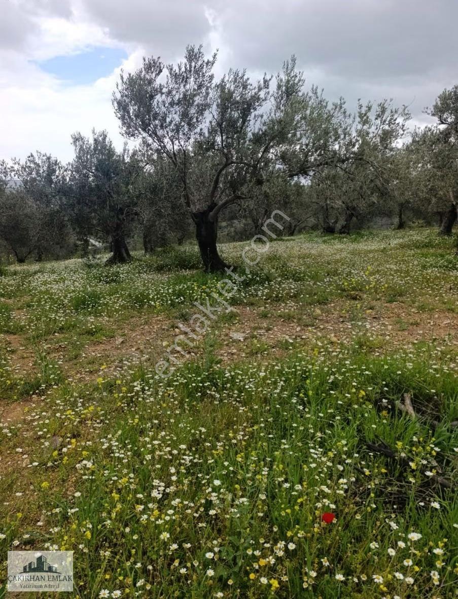 Aliağa Yenişakran Da Satılık Deniz Manzaralı Zeytinlik - Görsel 8