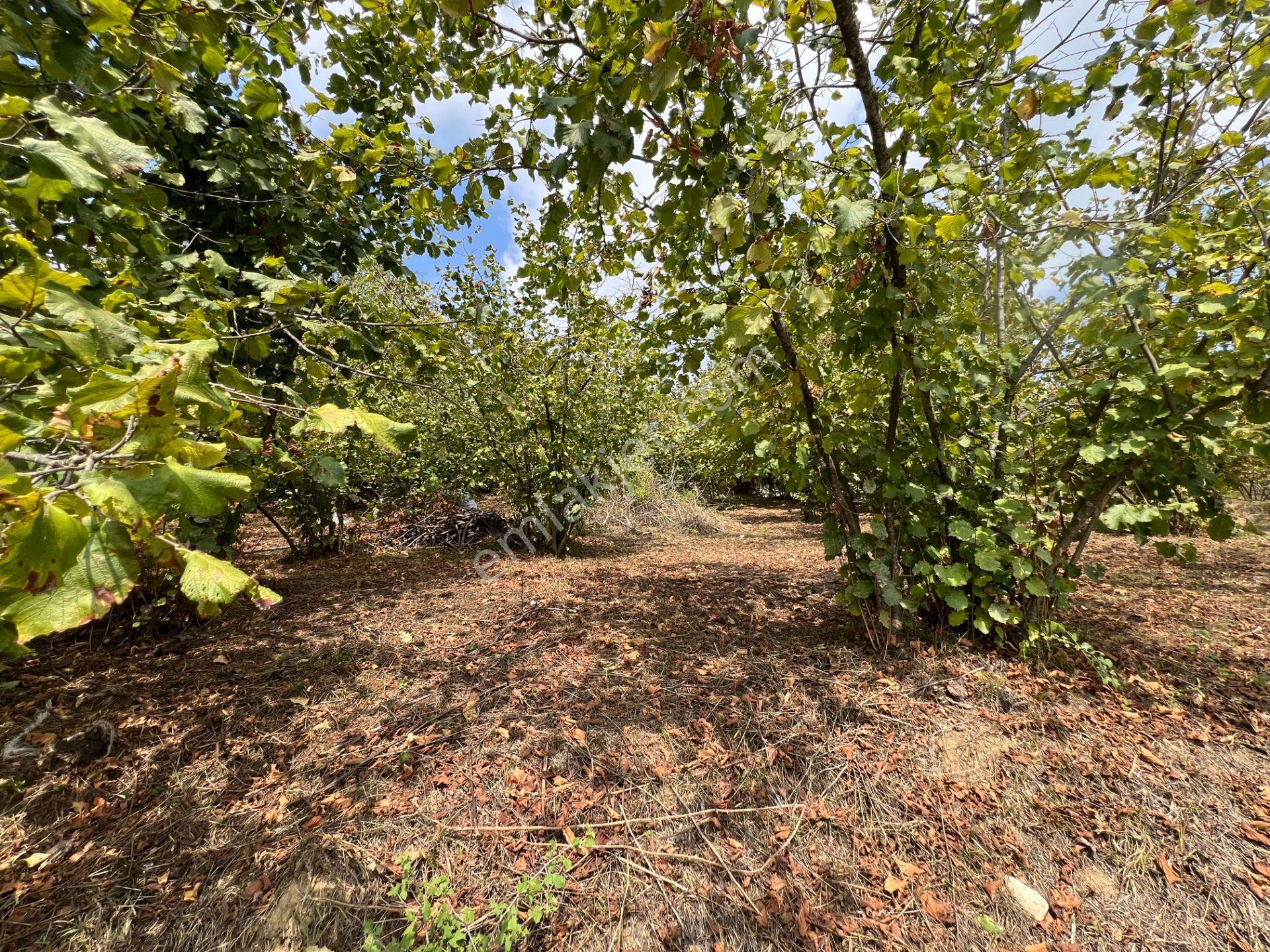 Konuralp'te 479 M2 Satılık Köşe Parsel - Görsel 32