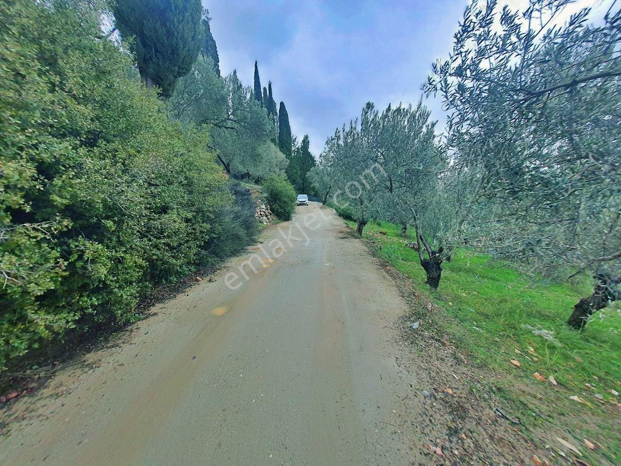 Uytun'dan Avcılar Deniz Manzaralı Yola Cepheli Satılık Zeytinlik - Görsel 17