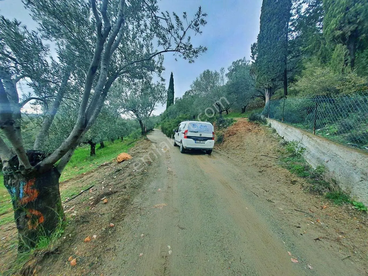 Uytun'dan Avcılar Deniz Manzaralı Yola Cepheli Satılık Zeytinlik