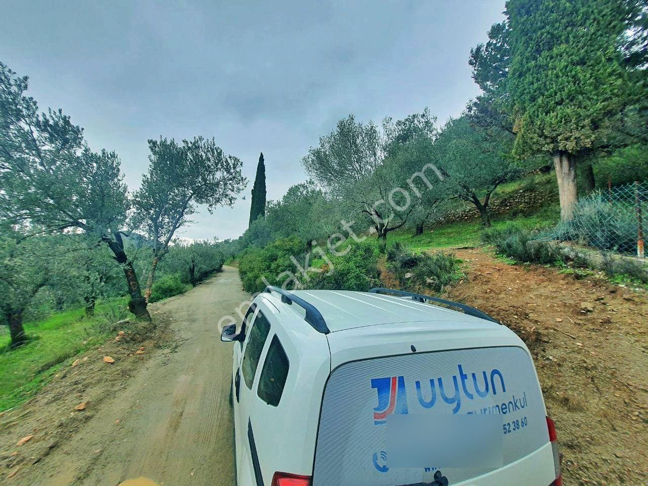 Uytun'dan Avcılar Deniz Manzaralı Yola Cepheli Satılık Zeytinlik - Görsel 3