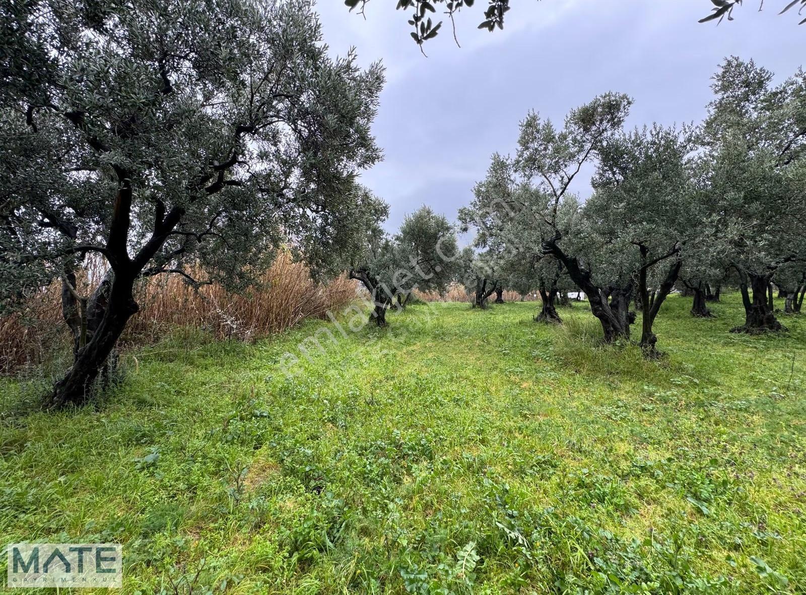 Hamamlı Yol Üstü 1.607 M2 Satılık Arazi - Görsel 20