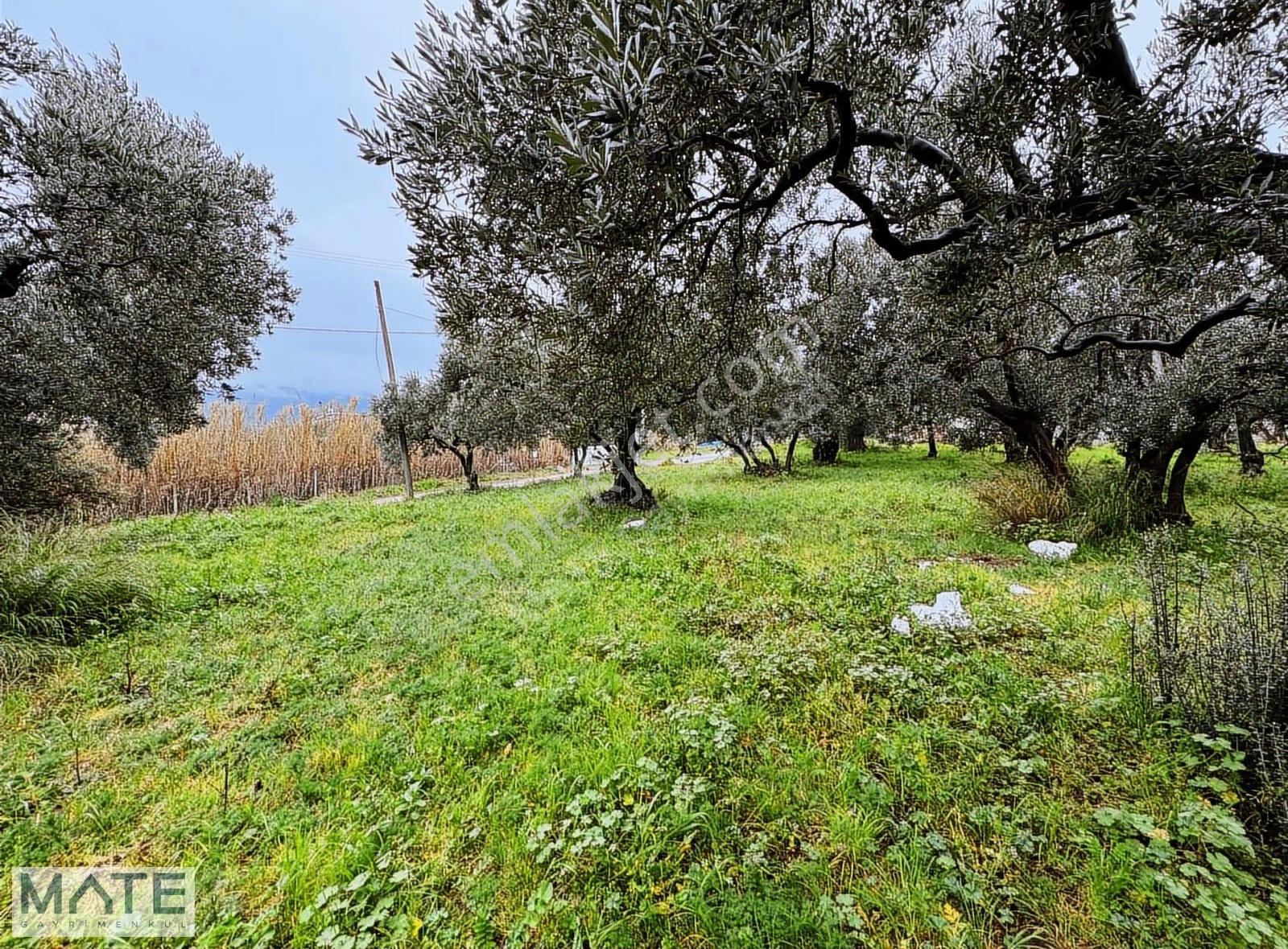 Hamamlı Yol Üstü 1.607 M2 Satılık Arazi - Görsel 3
