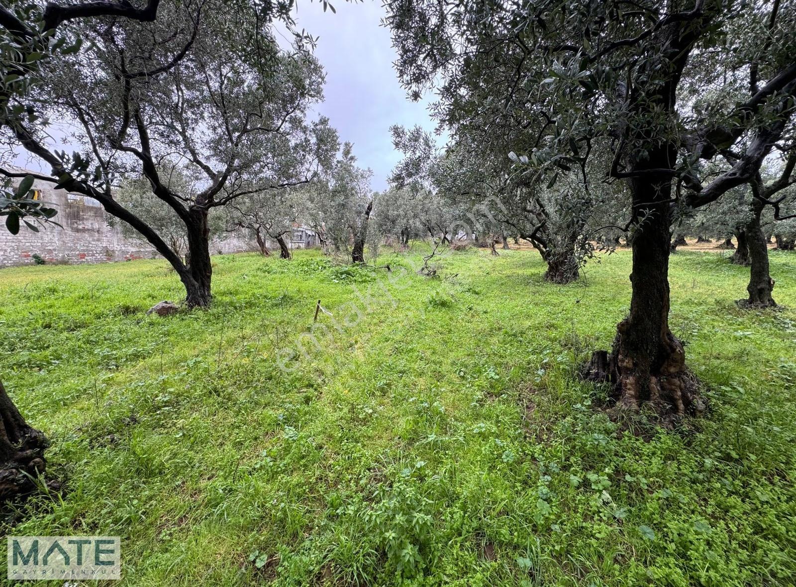 Hamamlı Yol Üstü 1.607 M2 Satılık Arazi - Görsel 6