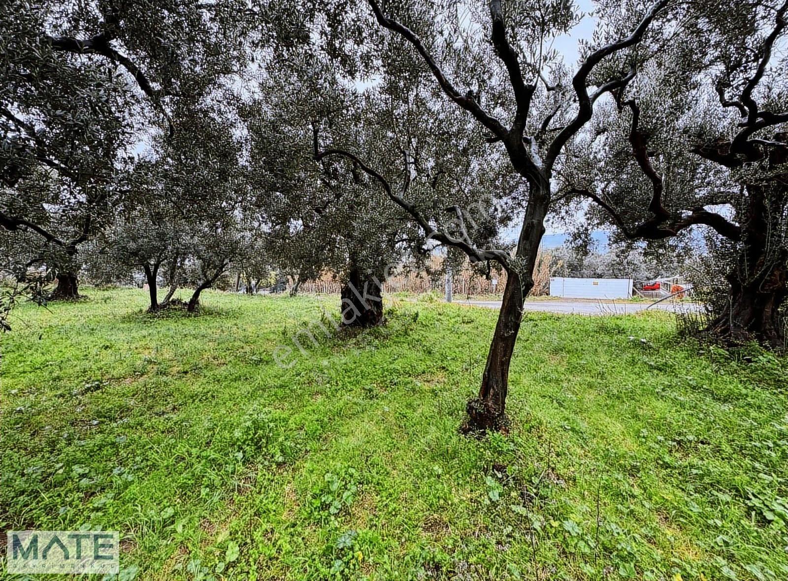 Hamamlı Yol Üstü 1.607 M2 Satılık Arazi - Görsel 35