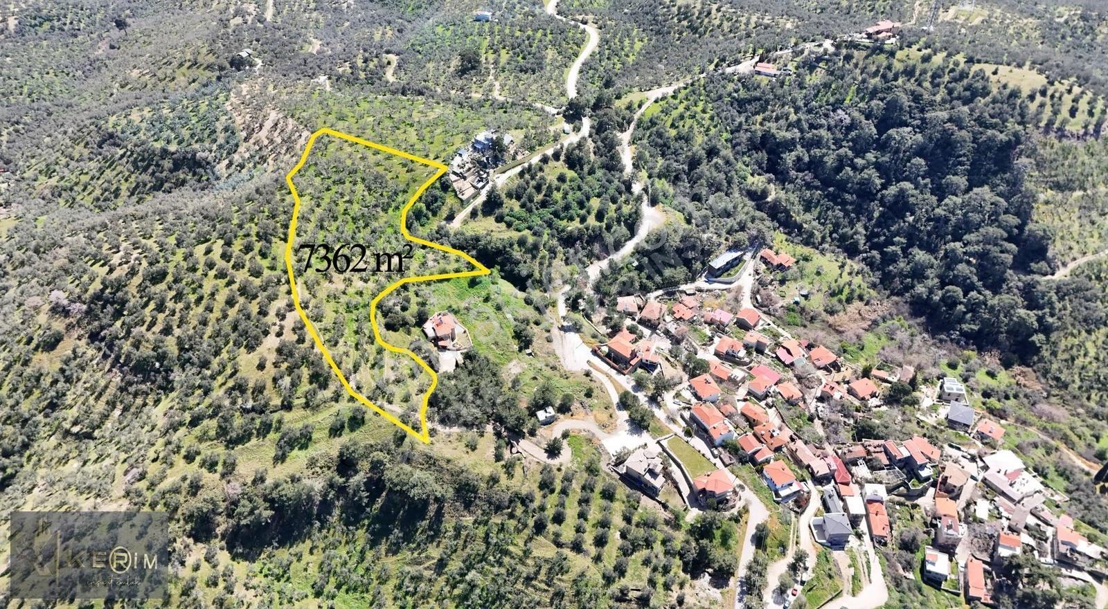 Küçükçetmi'de Fırsat Zeytinlik! | Küçükkuyuya 1km 7.3 Dönüm