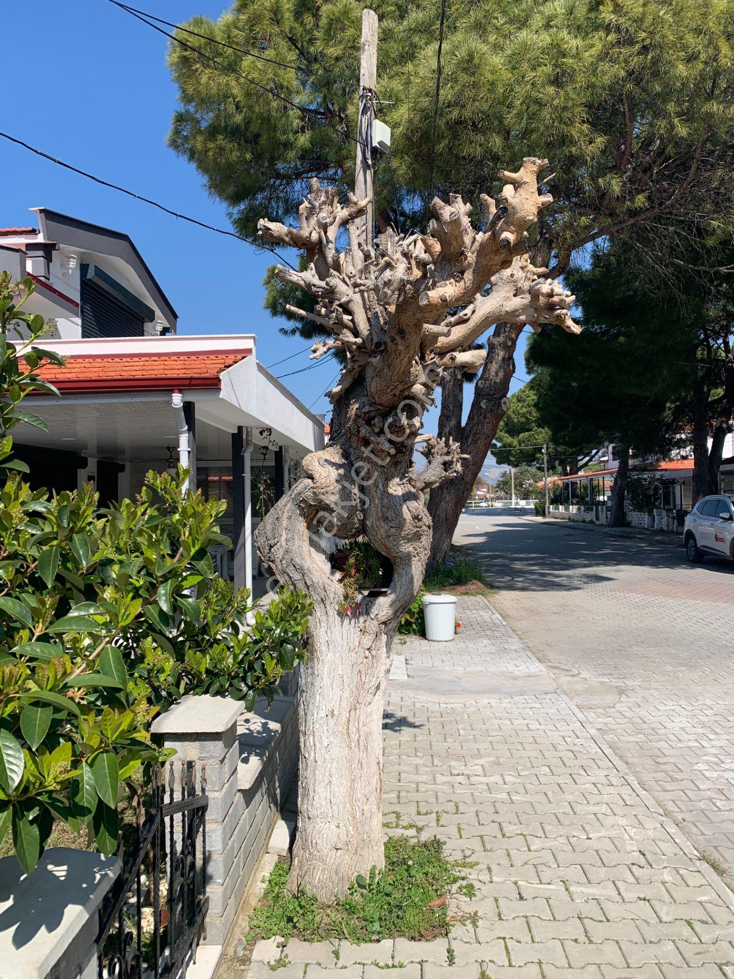 Murat Kuntker’den, Kuşadası, Nazilli Sitesi’nde Satılık, Tadilatlı 2+1 Villa - Görsel 5