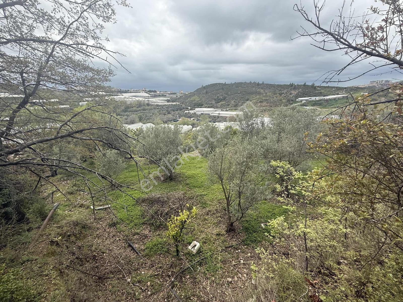 Alanya Toslakta 2.katlı Müstakilev + 4.758m² Meyveli Arazi - Görsel 16