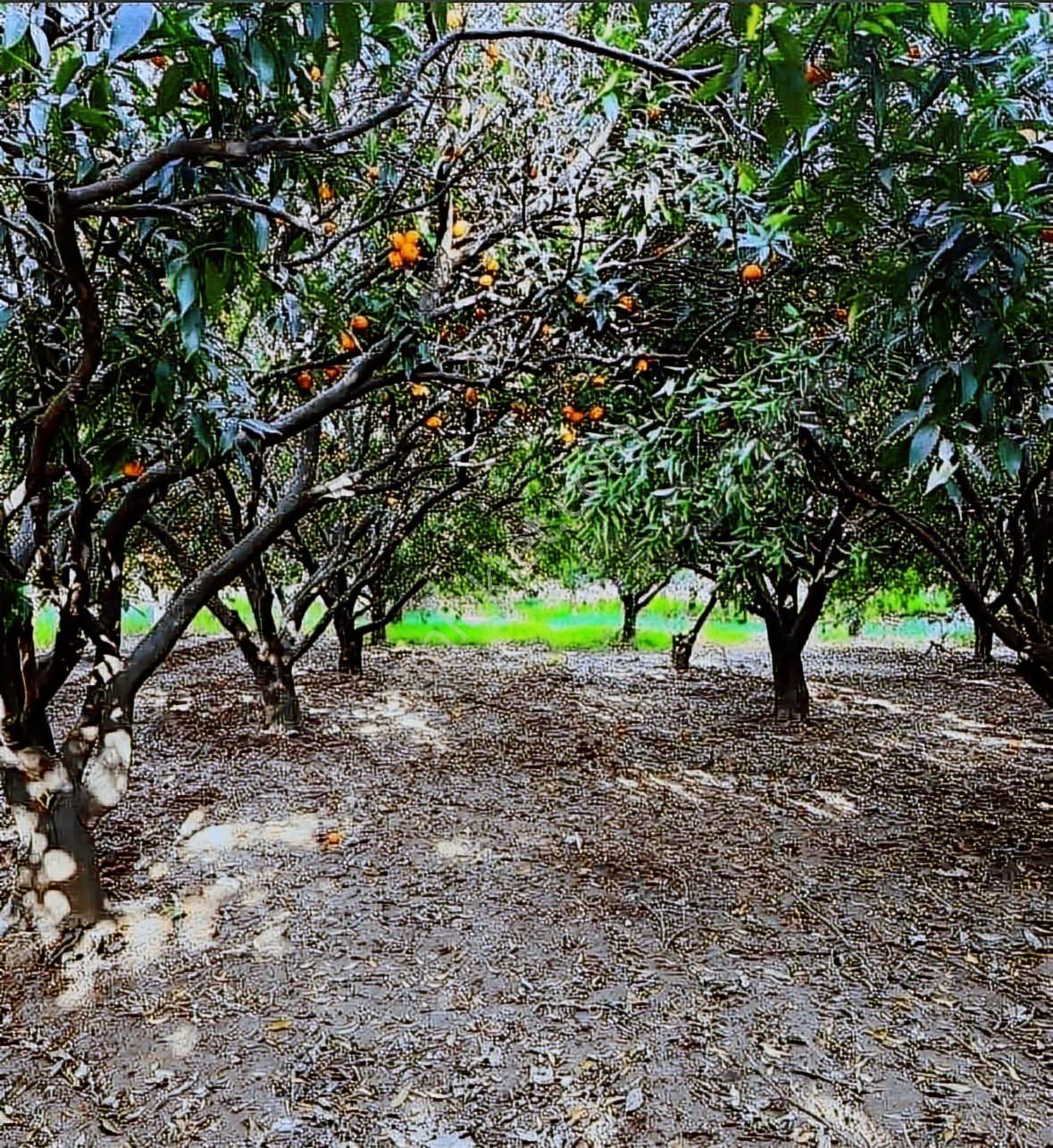 Aşağıkaraman Satılık Tarla 325.27 M2 Denize 5km Portakalbahçesi - Görsel 7