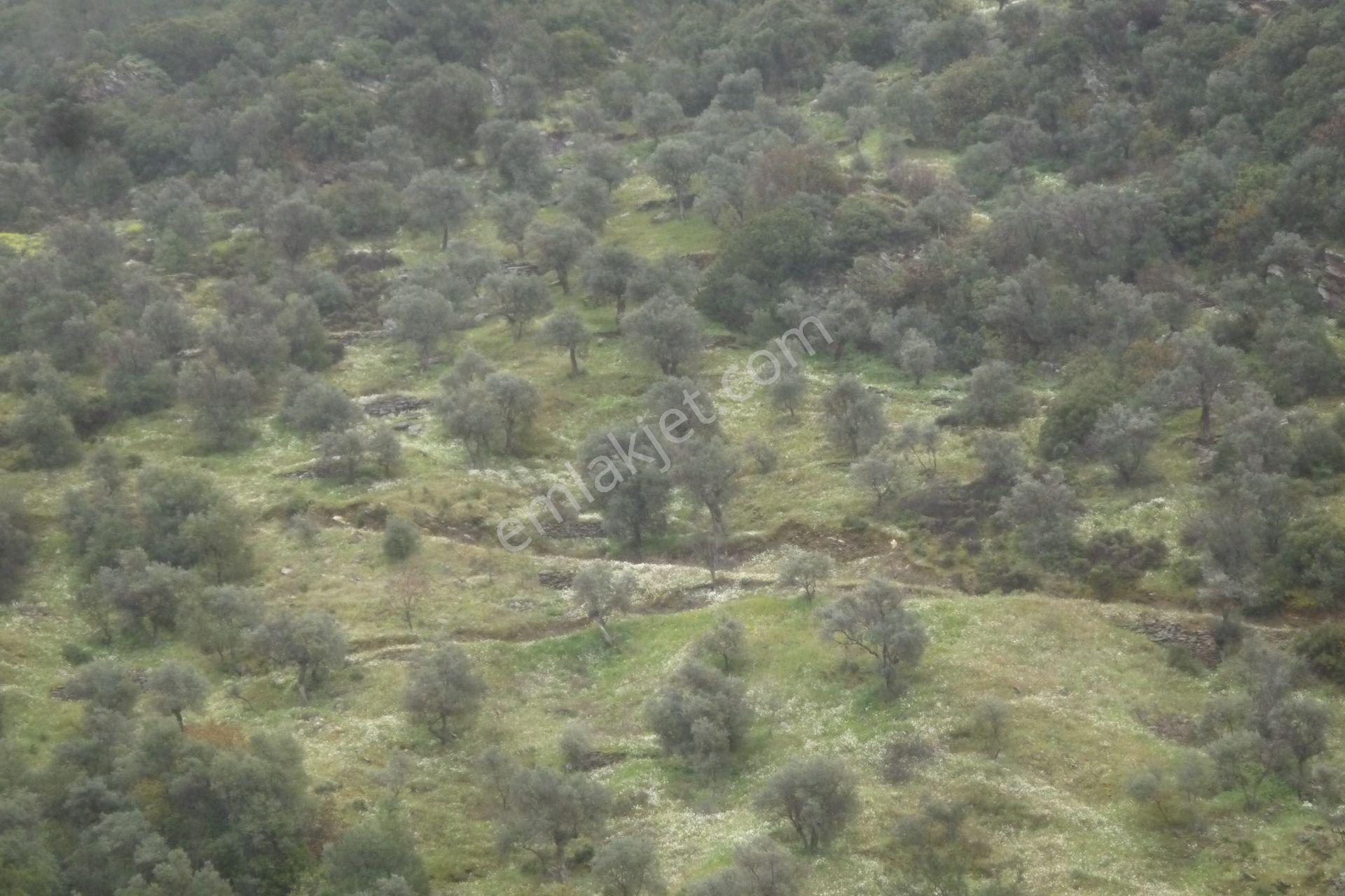 İzmir Torbalı Gold Emlaktan Satılık Zeytinlik - Görsel 3