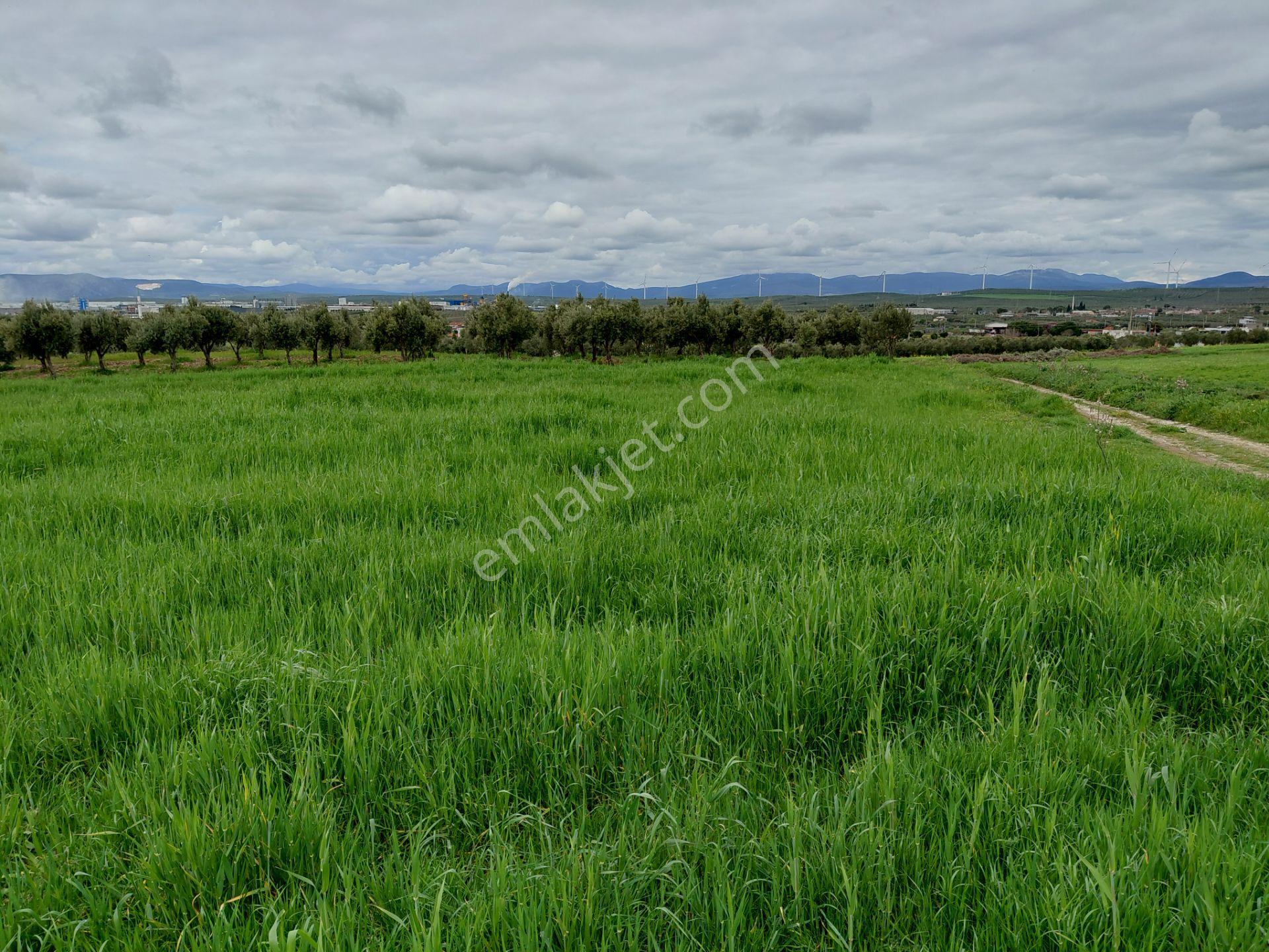 Kayalıoğlun Da Satılık Yatırımlık İmara Yakın 2.700 M2 Arazi 6.700.000 Tl - Görsel 2