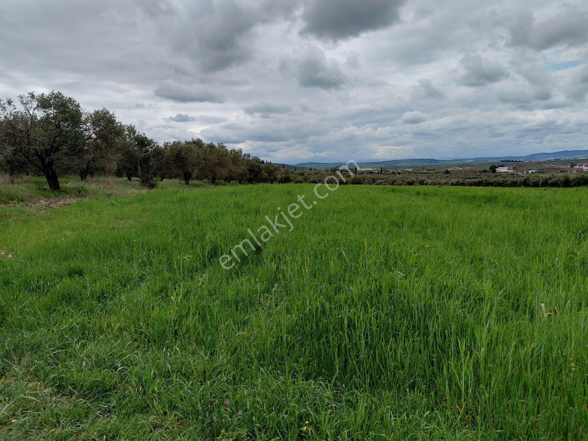 Kayalıoğlun Da Satılık Yatırımlık İmara Yakın 2.700 M2 Arazi 6.700.000 Tl - Görsel 12