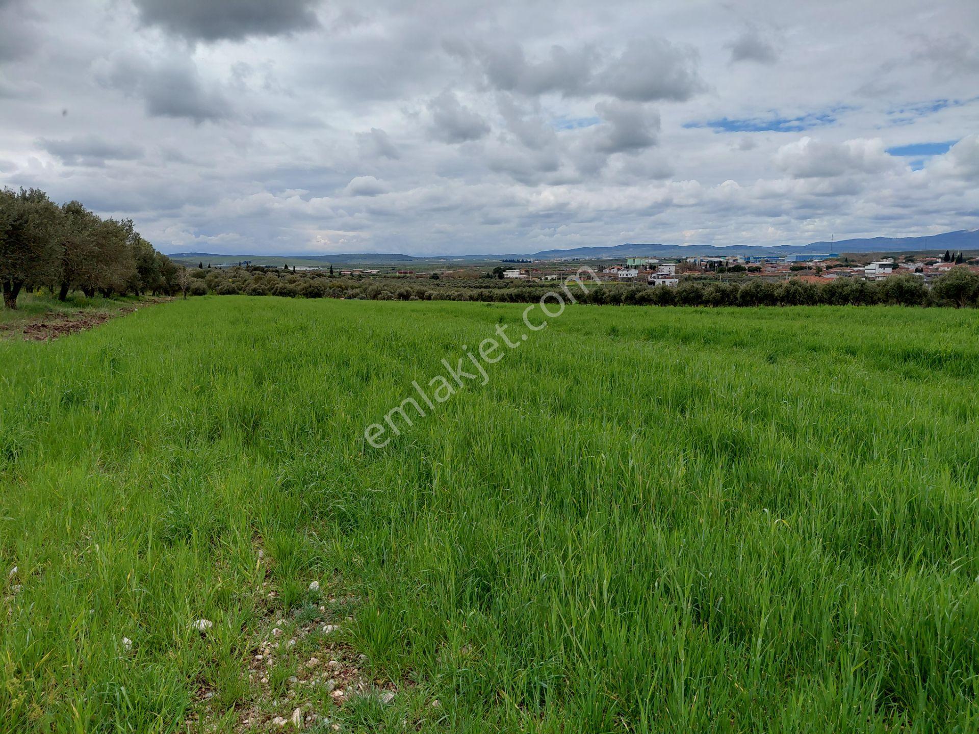Kayalıoğlun Da Satılık Yatırımlık İmara Yakın 2.700 M2 Arazi 6.700.000 Tl - Görsel 5