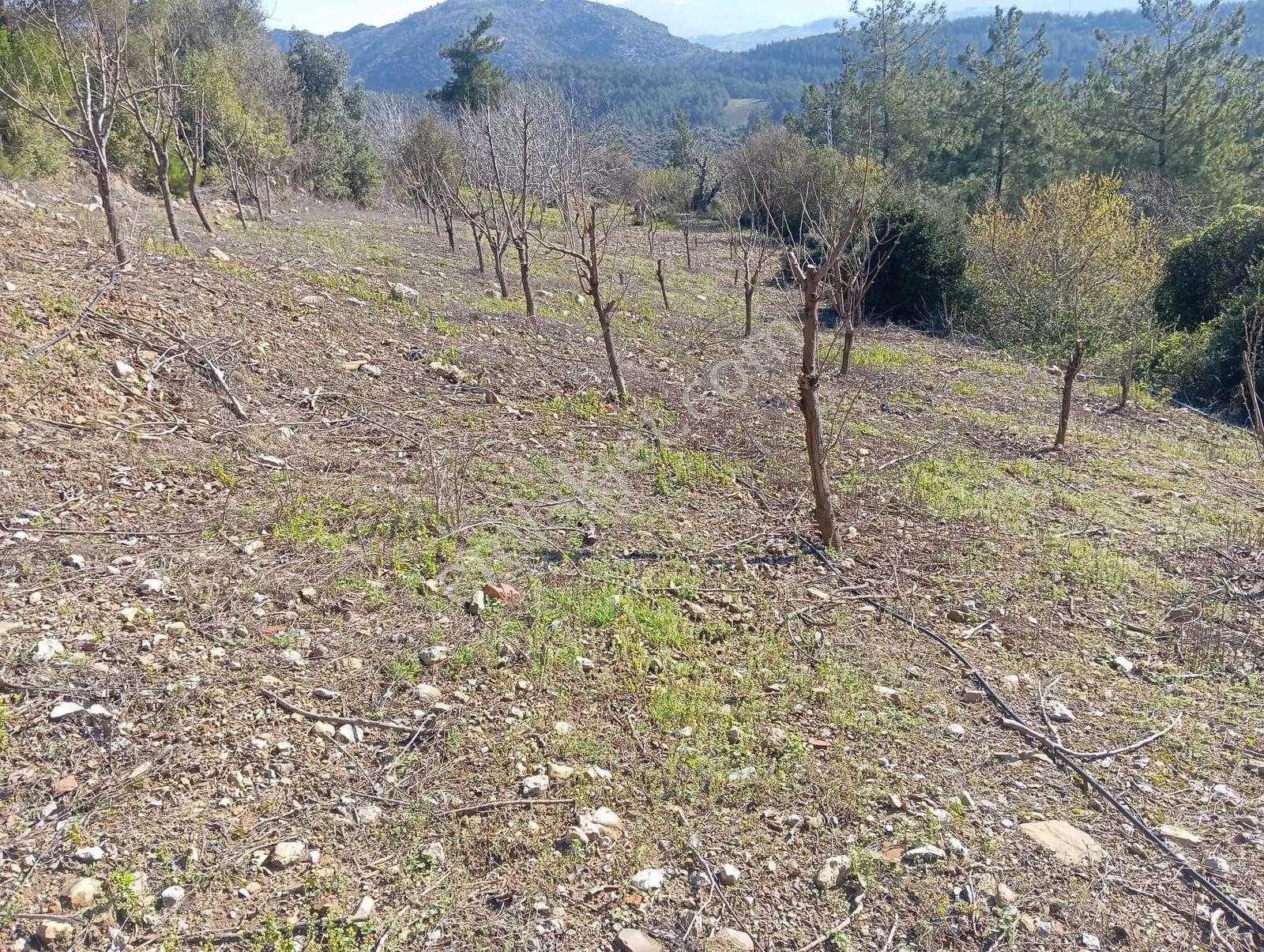 Karabucakta Satılık 4 Dönüm Bahçe - Görsel 8