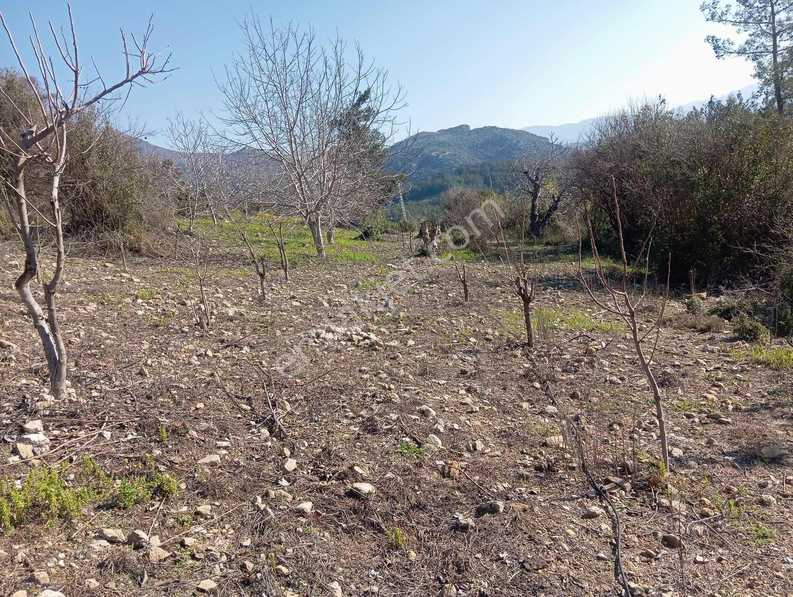 Karabucakta Satılık 4 Dönüm Bahçe - Görsel 7