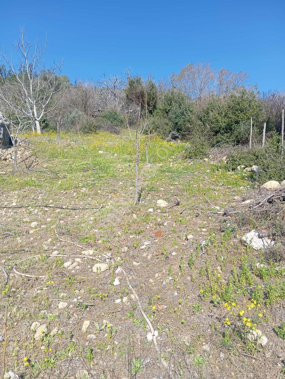 Karabucakta Satılık 4 Dönüm Bahçe - Görsel 11