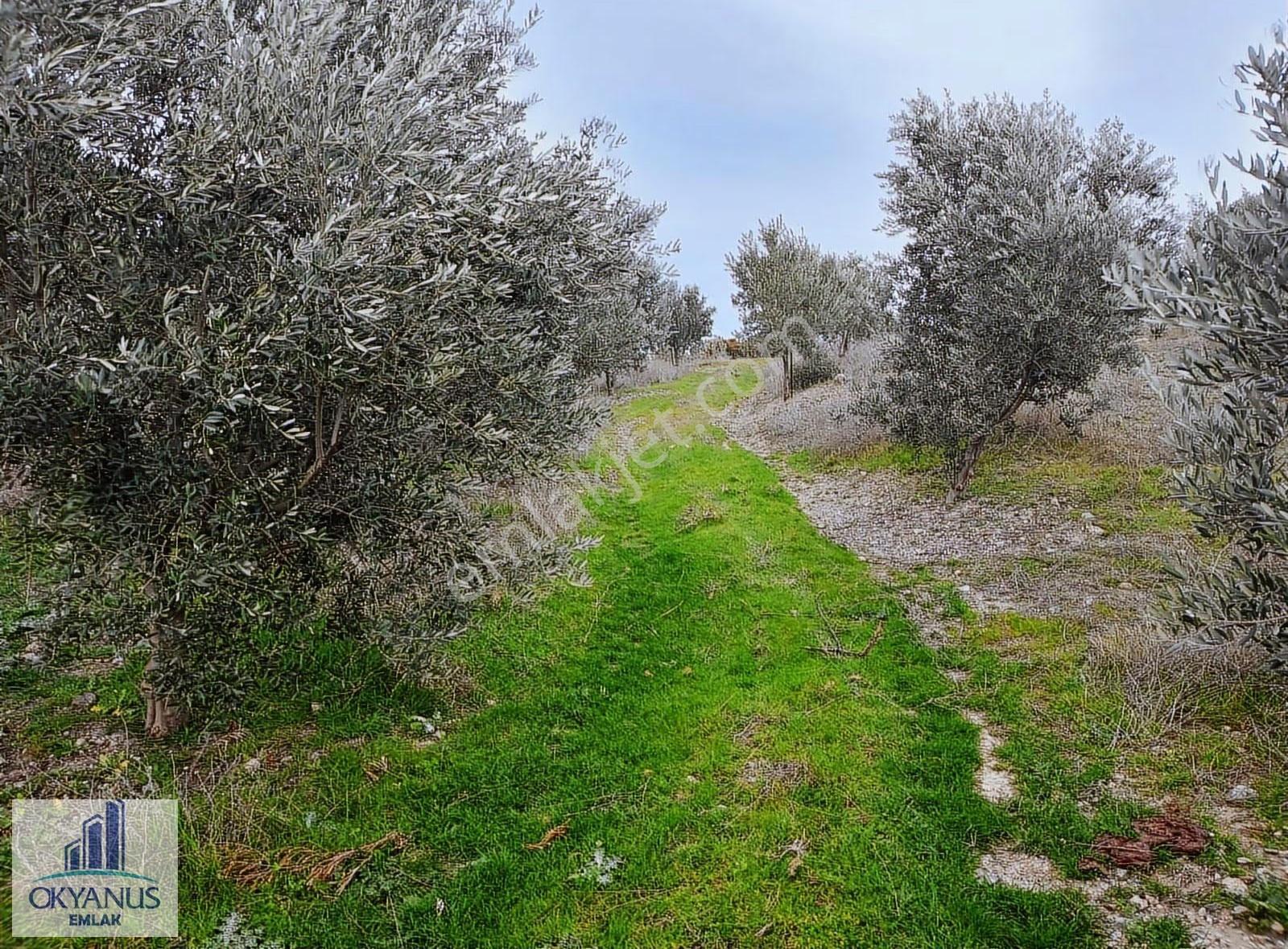 Gümülceli De 13.700 M2 Zeytinlik, Yolu Var - Görsel 25