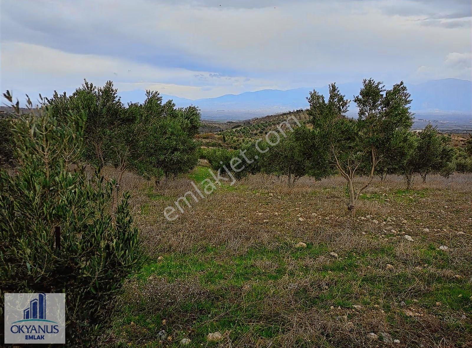 Gümülceli De 13.700 M2 Zeytinlik, Yolu Var - Görsel 3
